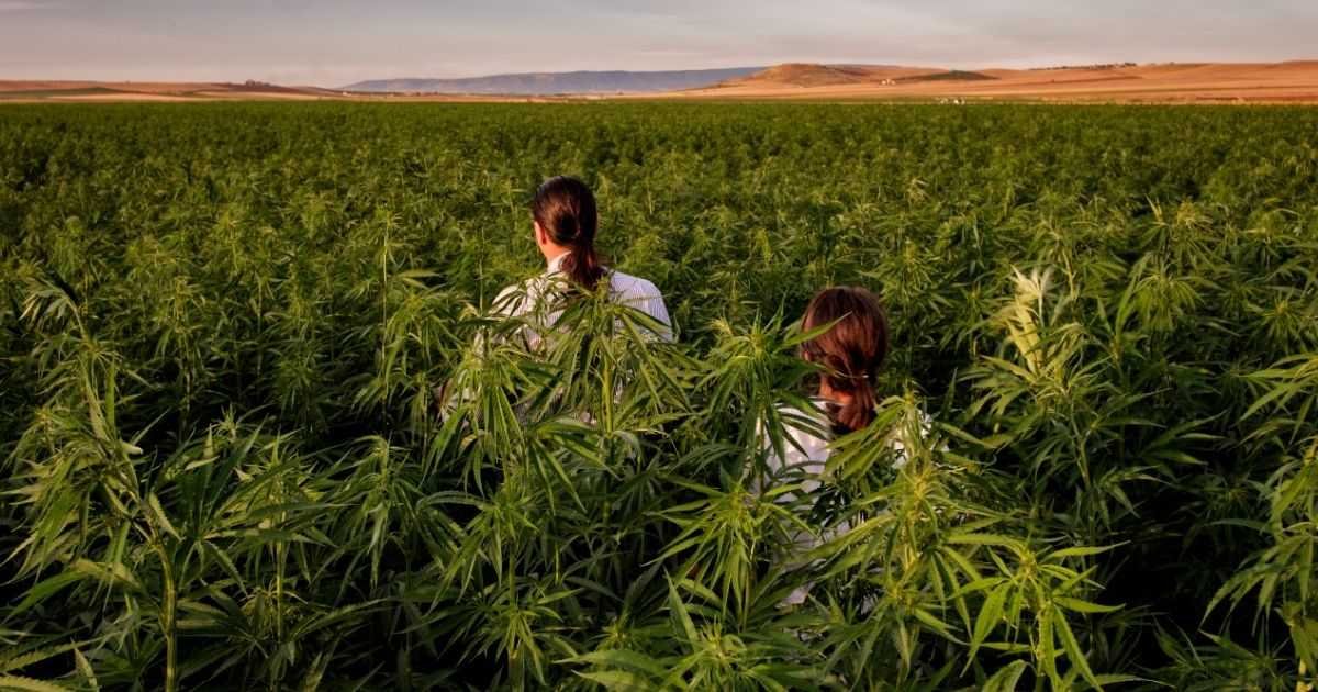 Hemp Farming: Green Gold + Top 21 Business to Start with 50k: Guide to Top Ventures 2023